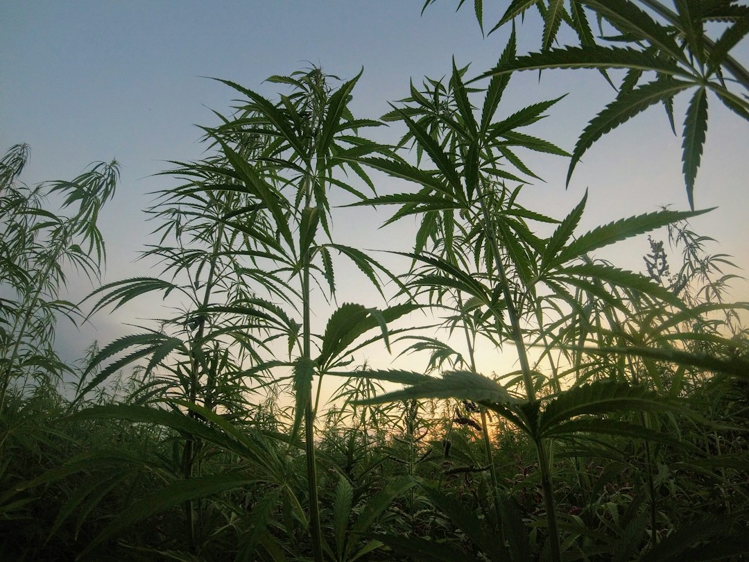 Where Can I Find CBD Oil for Sale? 2 img